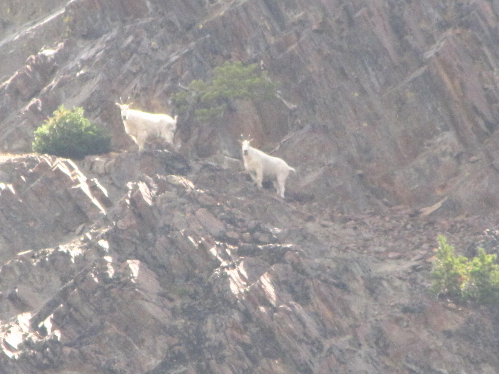 Mountain goats